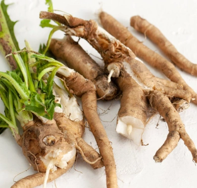 Chicory root